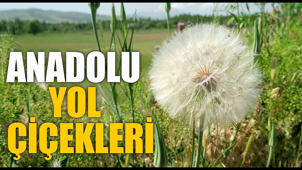 Anadolu'nun Yol Çiçekleri