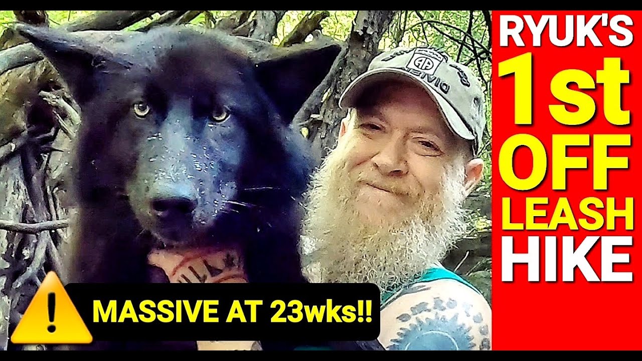 Rescue Dog Ryuk's 1st Off Leash Hike - MASSIVE 23wk Old Puppy