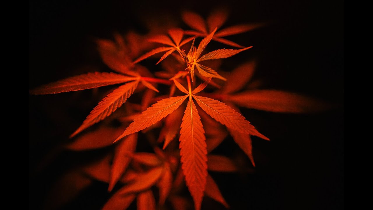 CANNABIS SATIVA