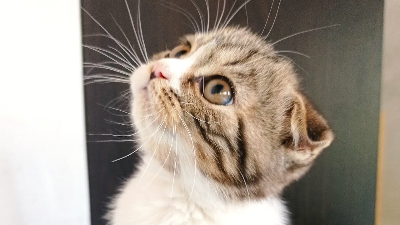 Relaxing Cat Music 🐱 
