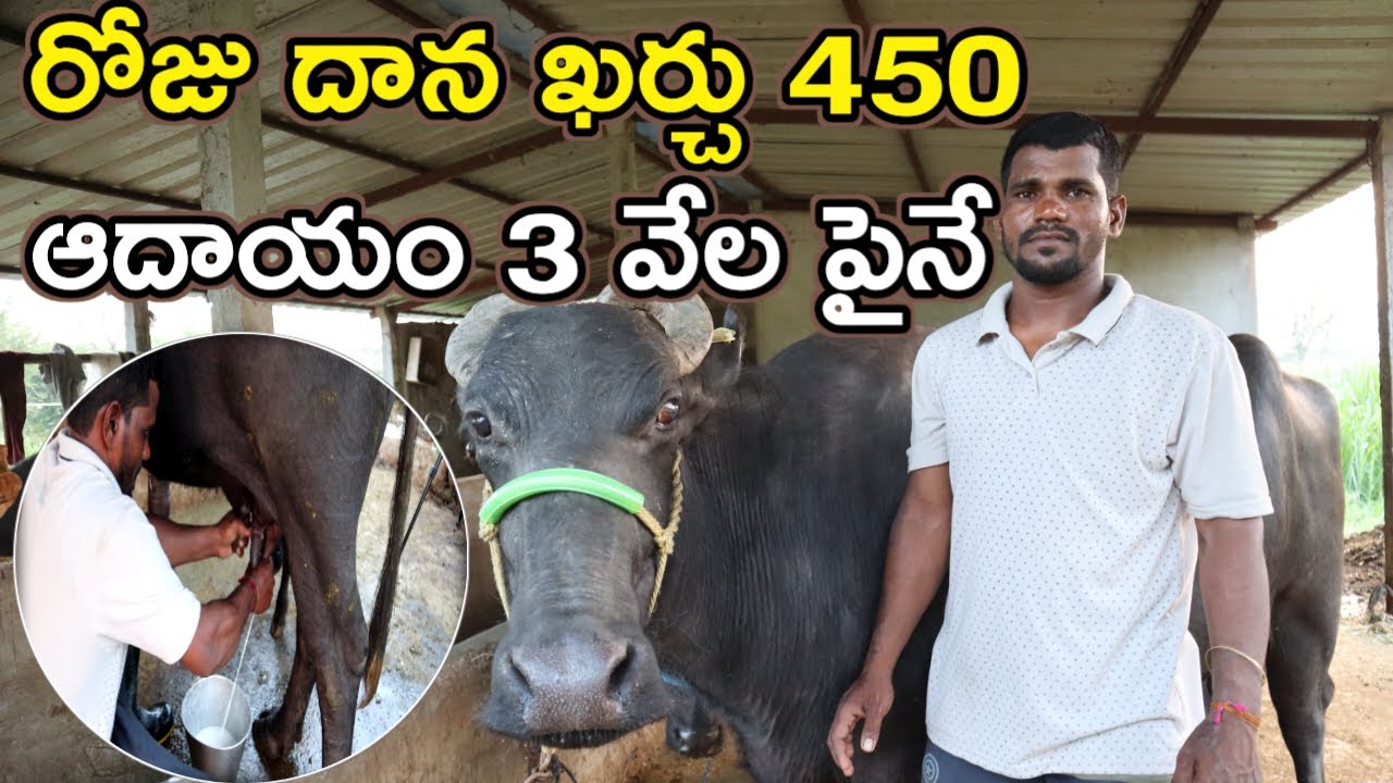 4 గేదెలను కోల్పోయా buffalo dairy farm In telugu@MalleshAdla