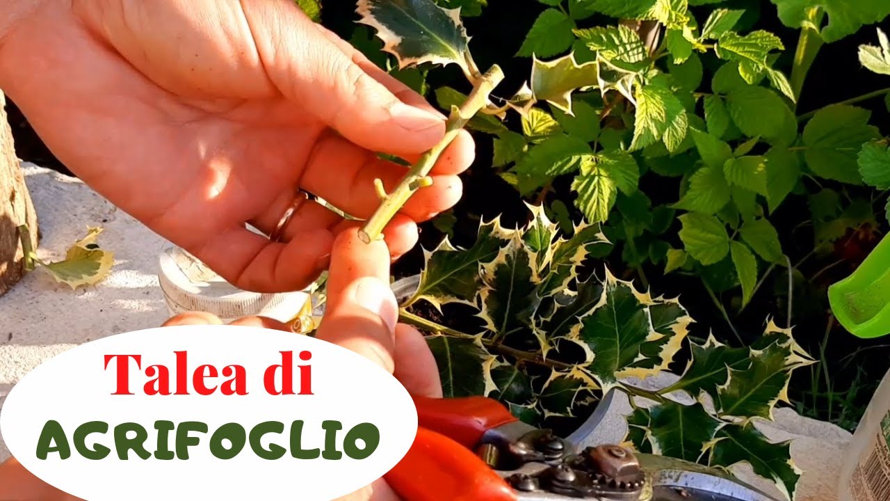 Talea Di Agrifoglio - Come E Quando Moltiplicare Una Pianta Di Agrifoglio