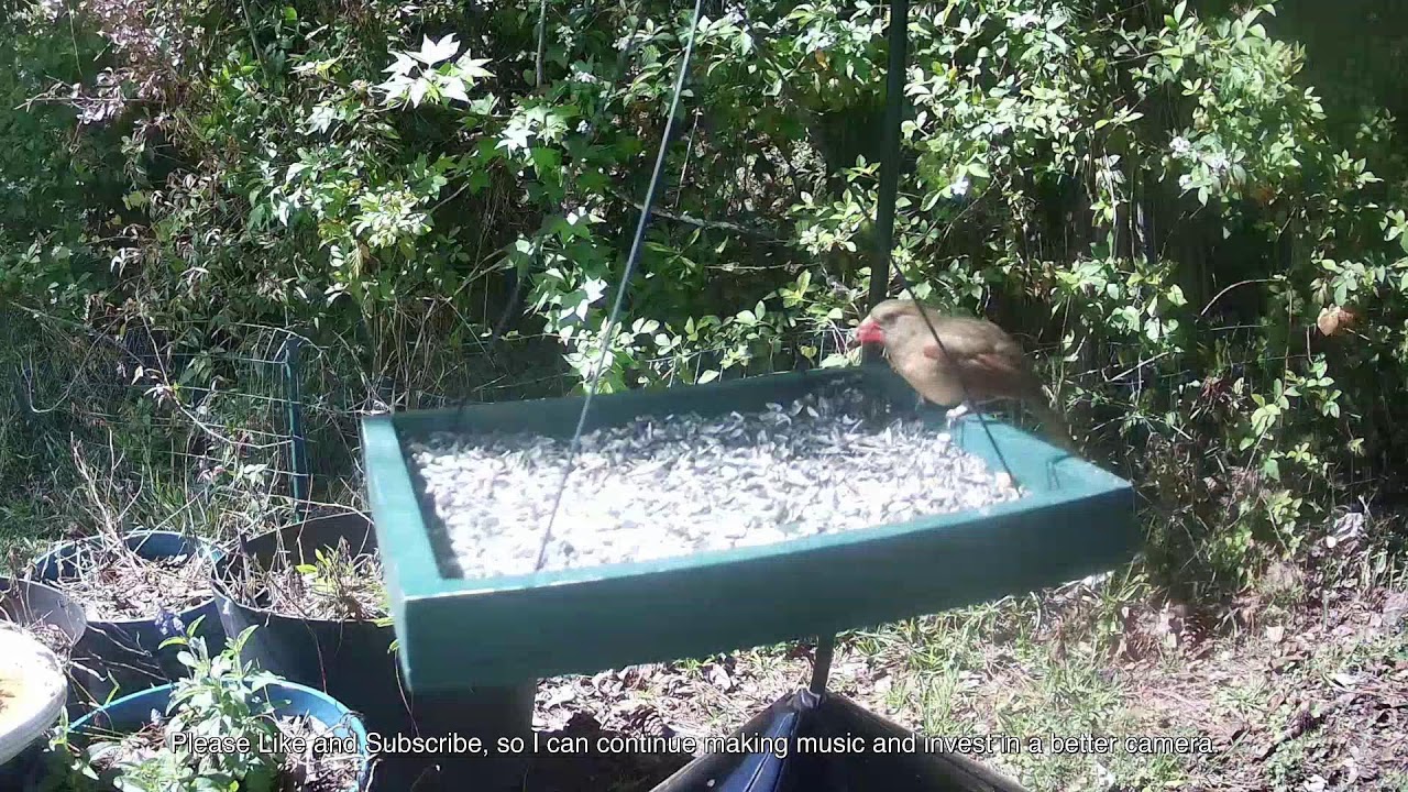 ADHD Focus Music, Perfect for Work | Background Music with Birds at the Birdfeeder
