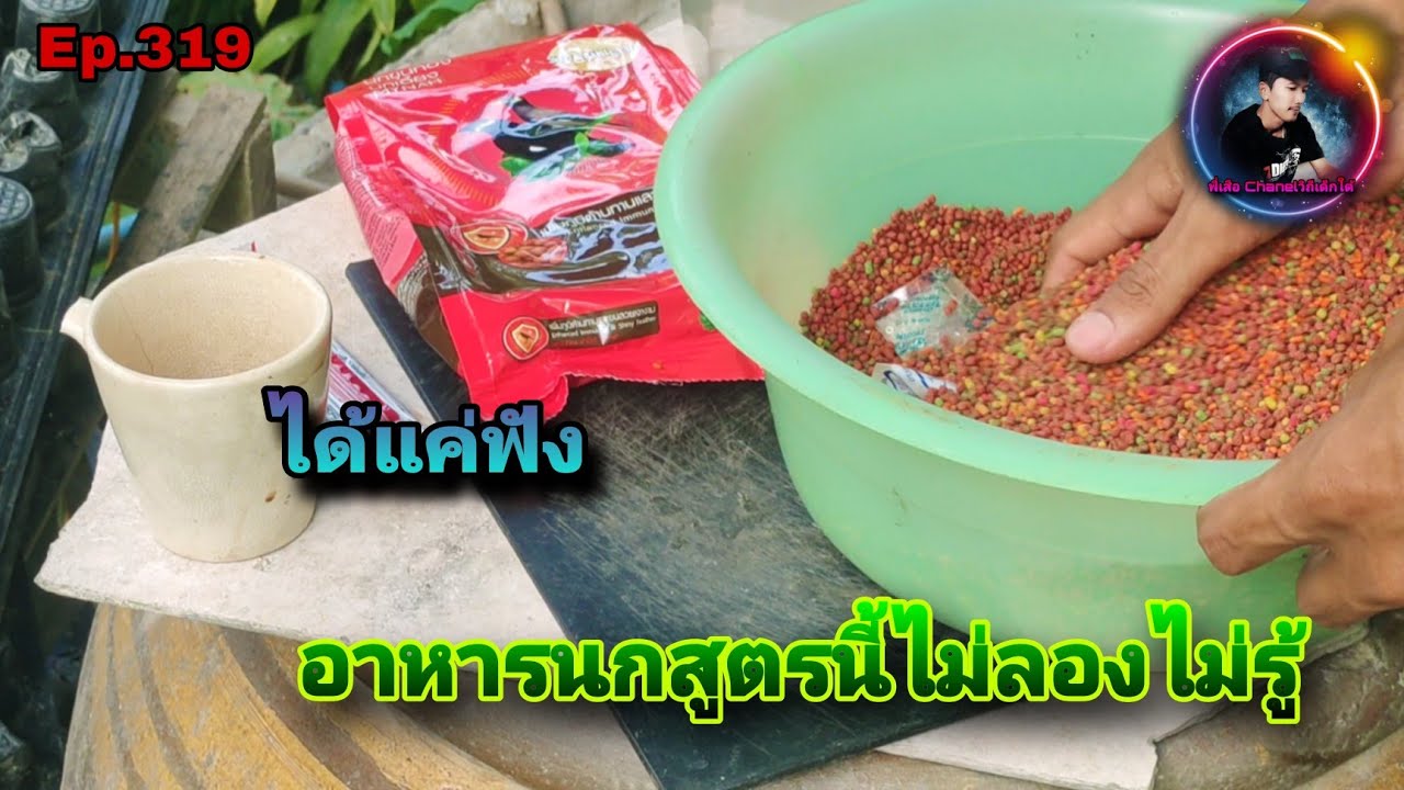 แนะนำอาหารนกดอกแตงสูตรสร้างความสมบูรณ์ มีภูมิต้านทาน ขนสวย ร้องดี ต้องลองดู(Stripe-throated Bulbul)