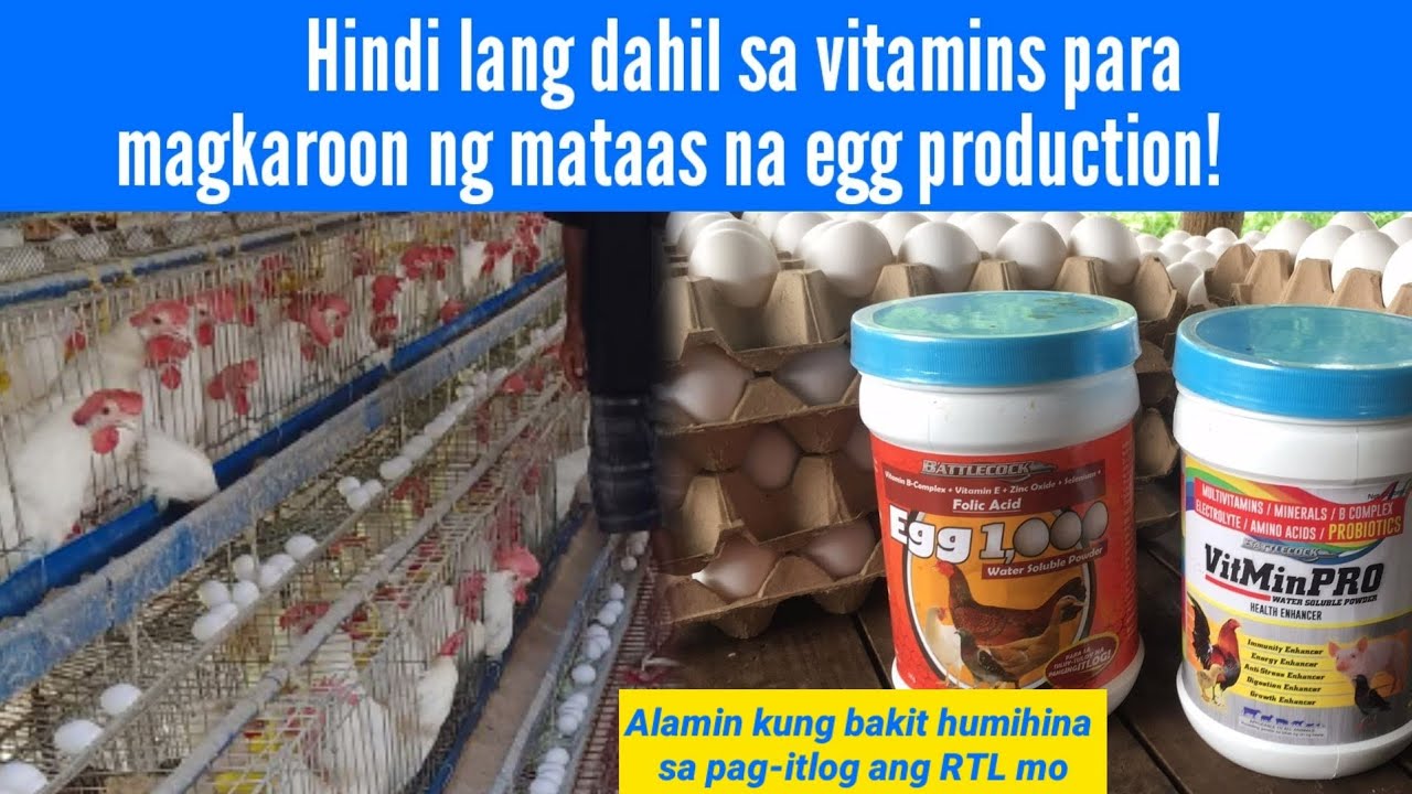 Gawin mo ito para mataas ang egg production ng Layer Chicken mo