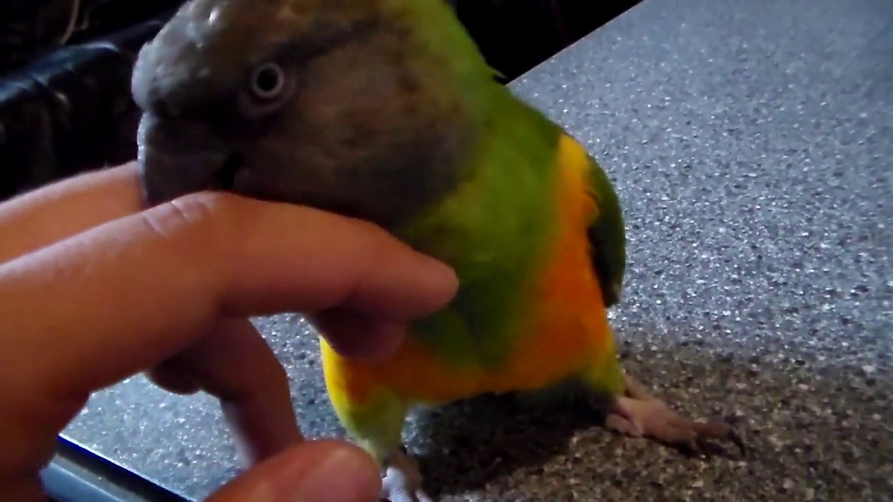 Senegal parrot (Poicephalus senegalus)