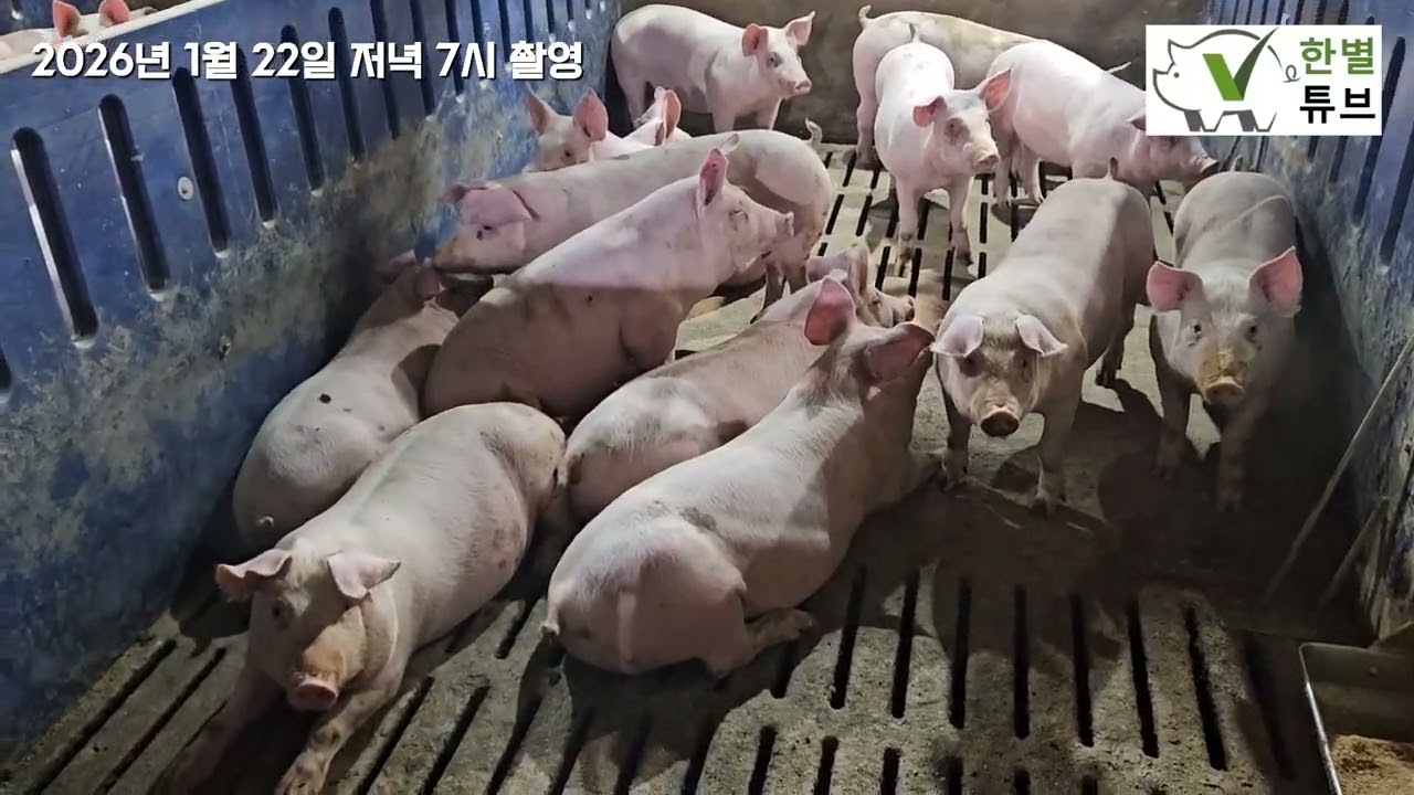 돈사 및 환기 설계가 돼지 건강을 결정한다(Pig housing and ventilation design determine pig health) #채널비육사 #ChannelVent