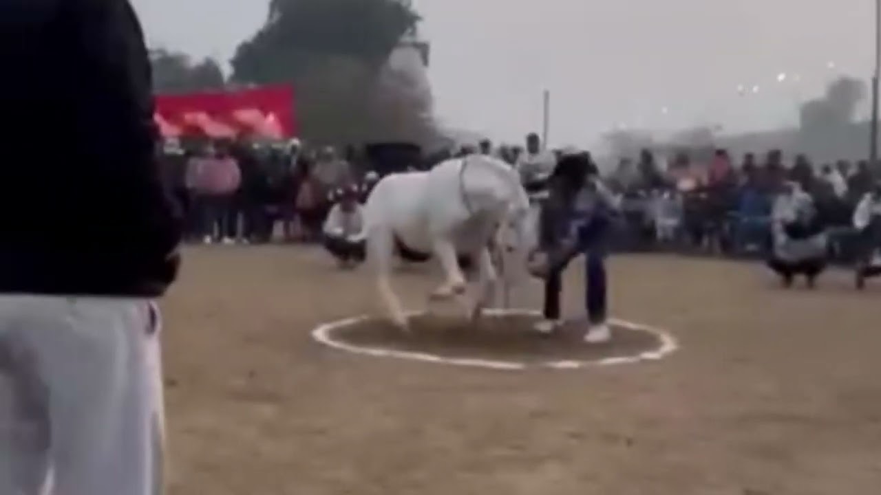 Horse dance tournament