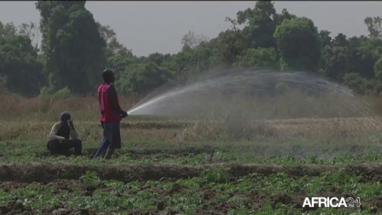 Gabon, CRÉATION DE CINQ ZONES AGRICOLES À FORTE PRODUCTIVITÉ