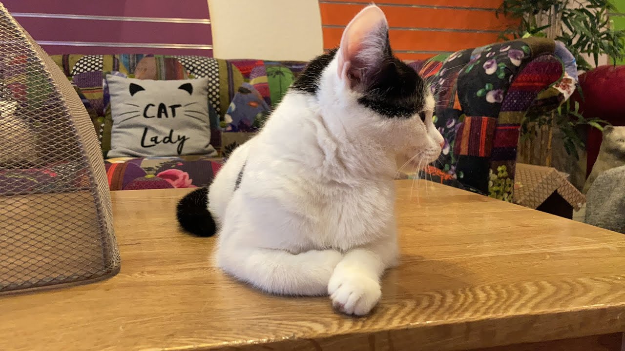 Nottingham kitties | Kitty cafe Nottingham
