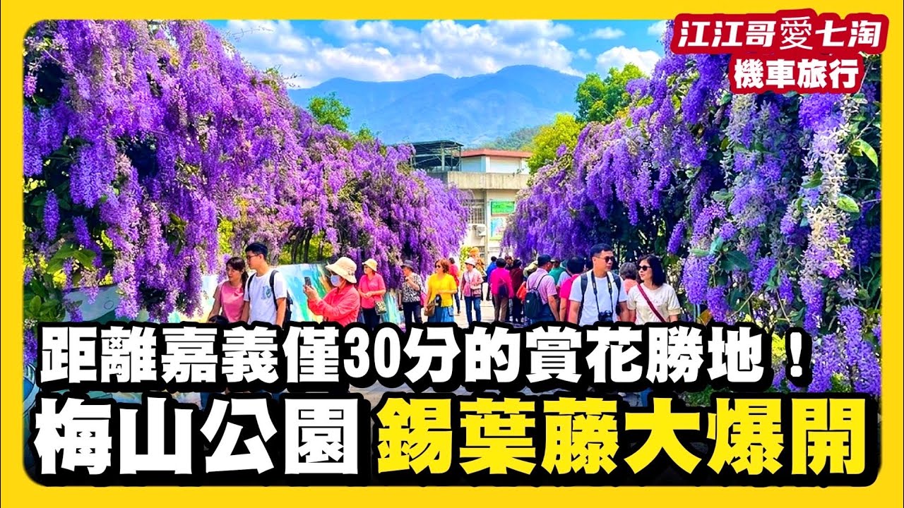 【江江哥愛七淘】機車旅行｜嘉義梅山公園「錫葉藤」紫色風暴！不輸紫藤花的超夢幻瀑布，2026 最新花況大公開｜瑞里紫藤花季｜嘉義景點｜嘉義美食｜梅山美食｜環島 Taiwan travel🇹🇼