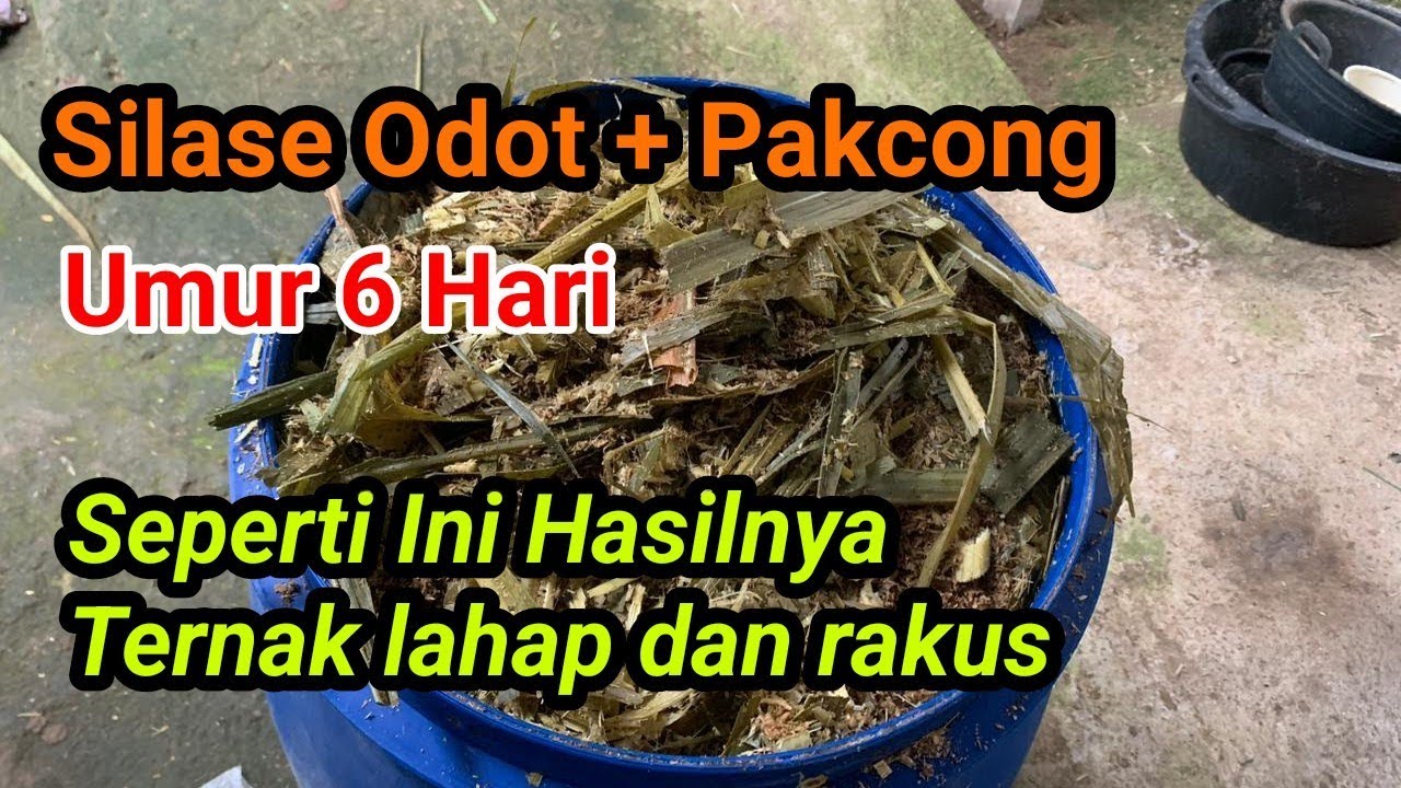 SILASE ODOT !!! Seperti ini hasil pembuatan silase rumput odot dan pakcong, 6 hari dari pembuatan