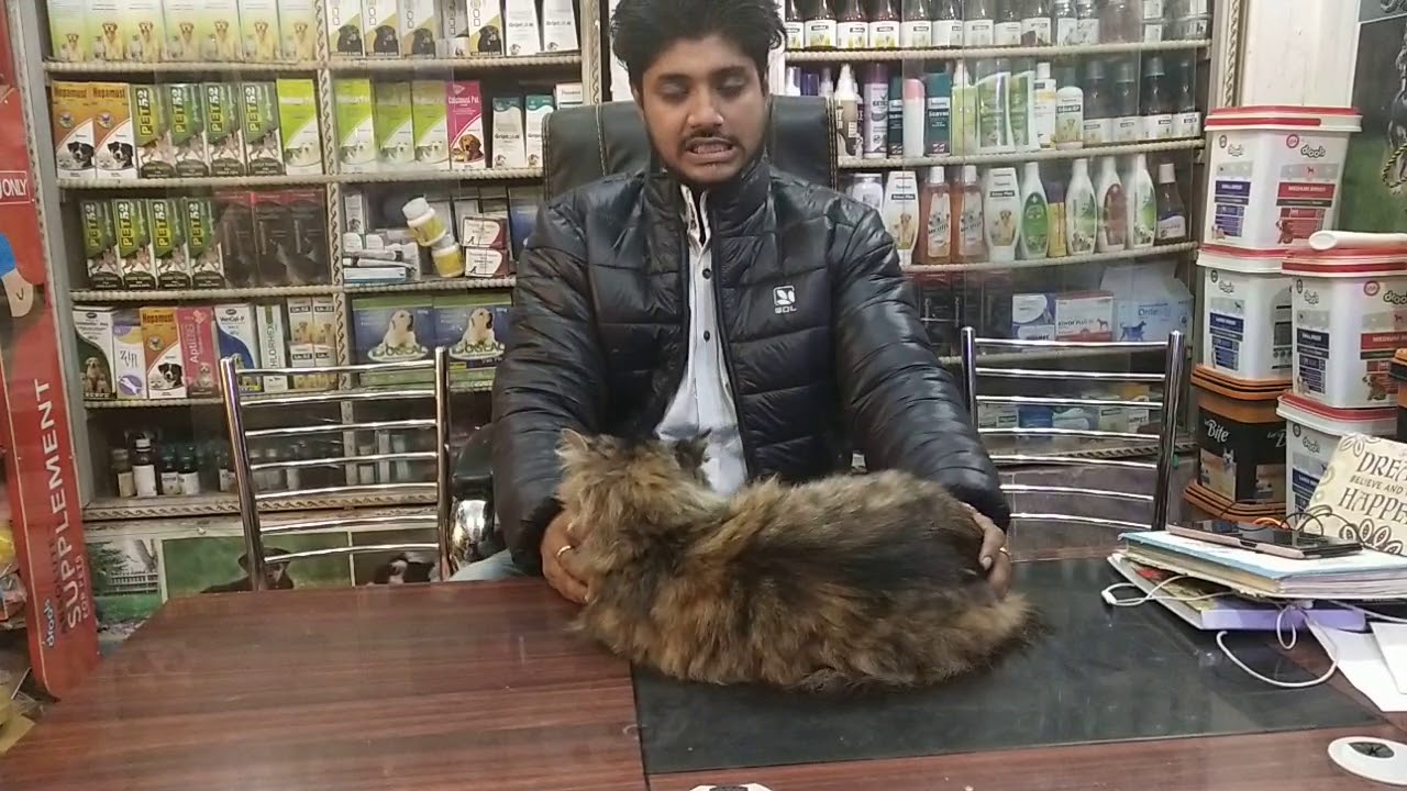 Maine coon Cat on sale call 9140752208