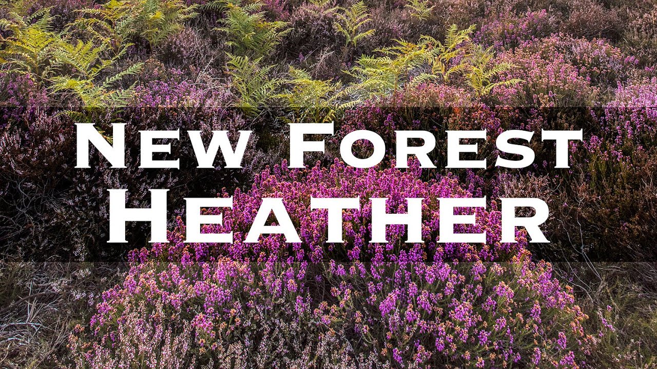 Landscape Photography - Photographing New Forest Heather at Sunrise