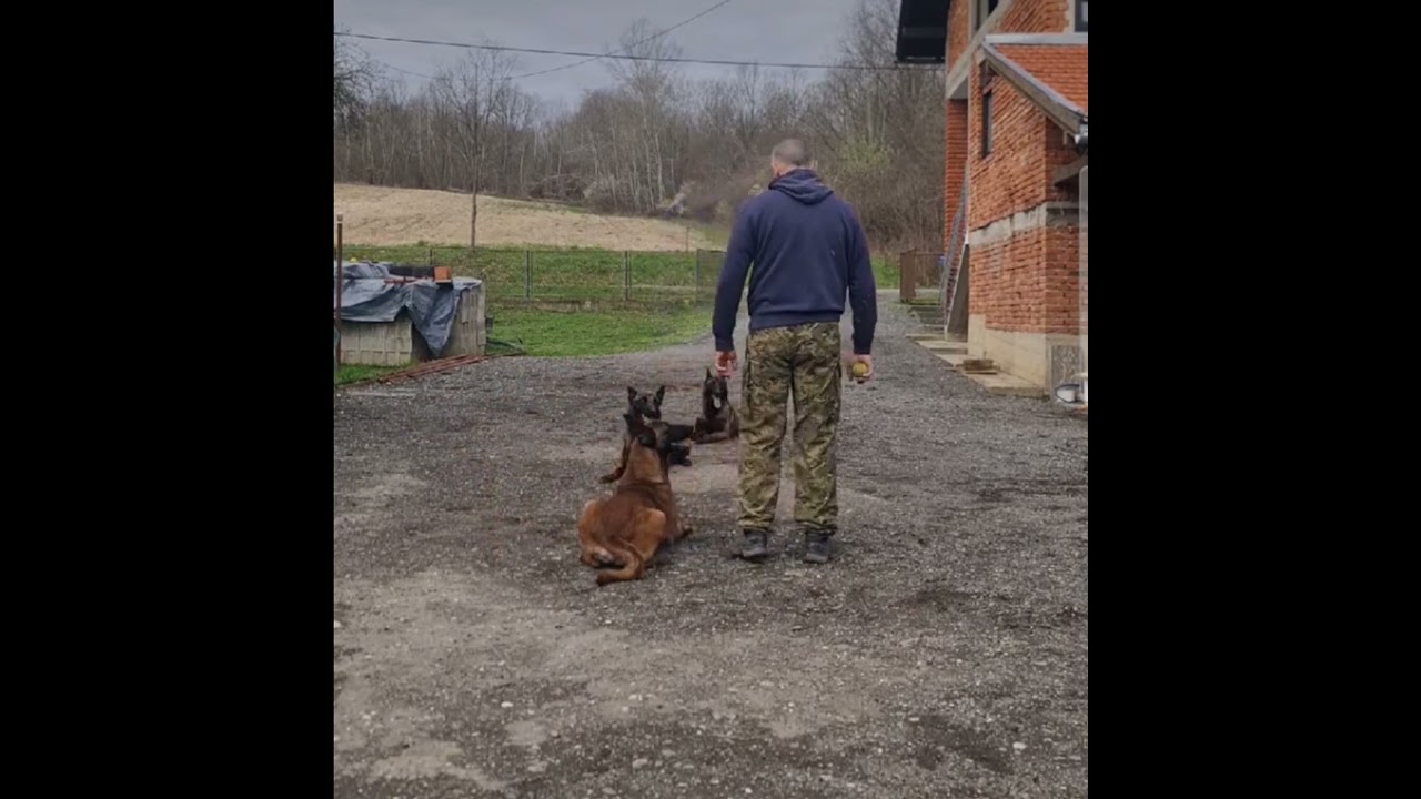 Belgian shepherd malinois