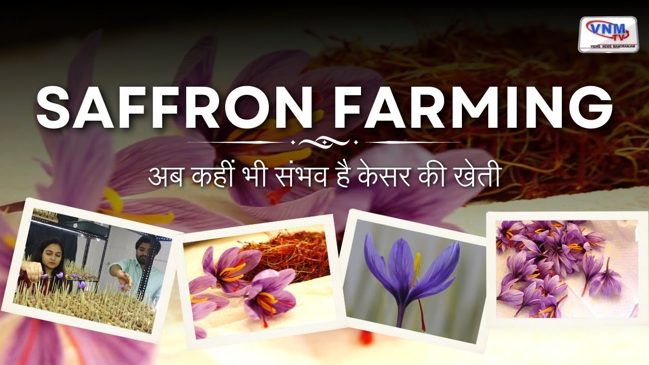 Saffron Farming : वडोदरा में हो रही केसर की खेती I Kesar Farming in India I #saffronbusiness #kesar