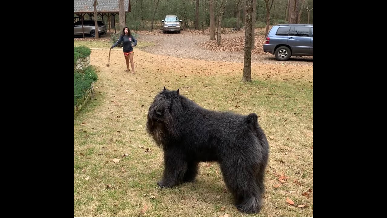Bouvier Linebacker 