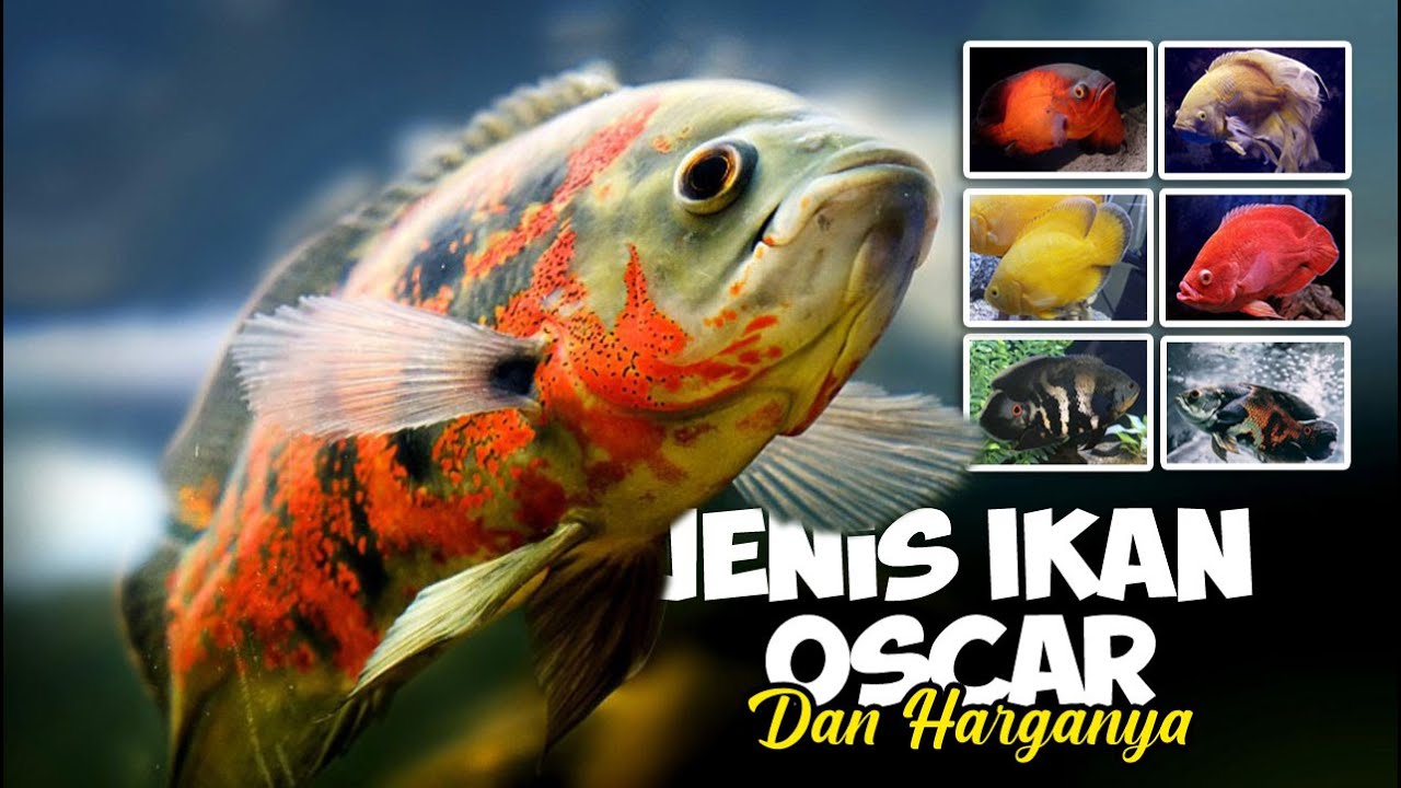 9 Jenis Ikan Oscar Tercantik dan Harganya 2024