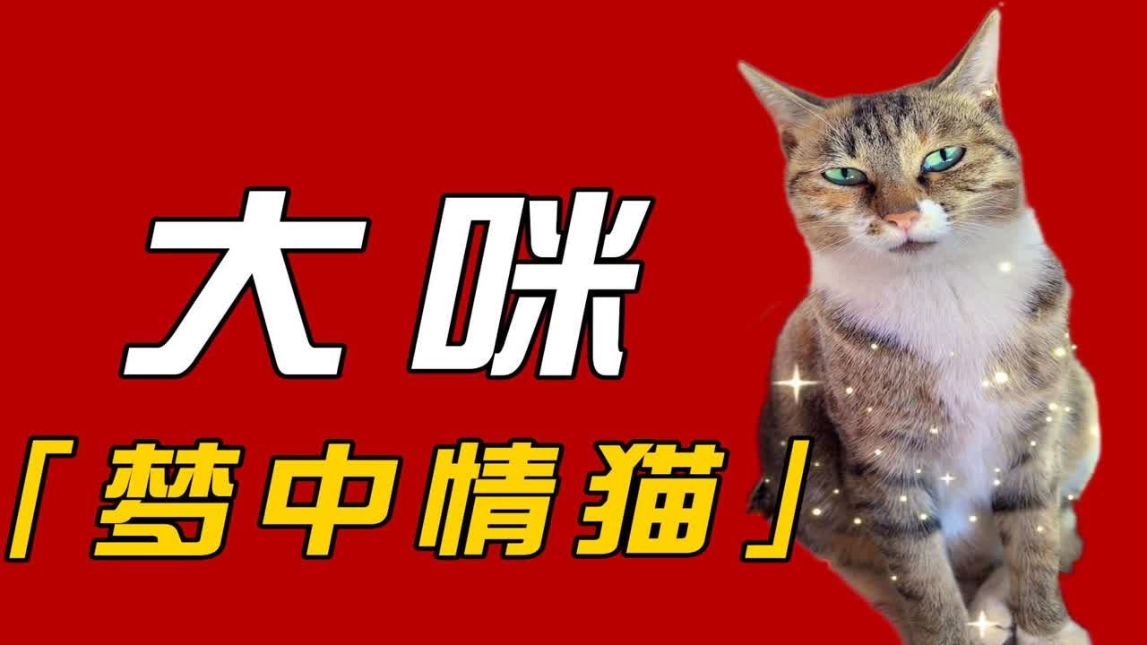 全网最聪明的猫：大咪——700万网友的梦中情猫