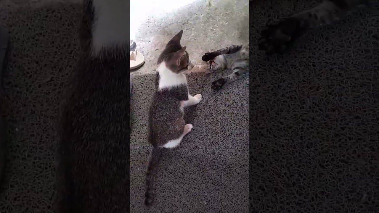Playful cats #cats 