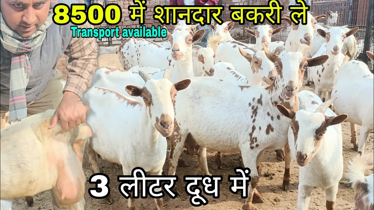 3 Liter Milk me Barbari Goat available at Barbari Goat Farm Mathura UP