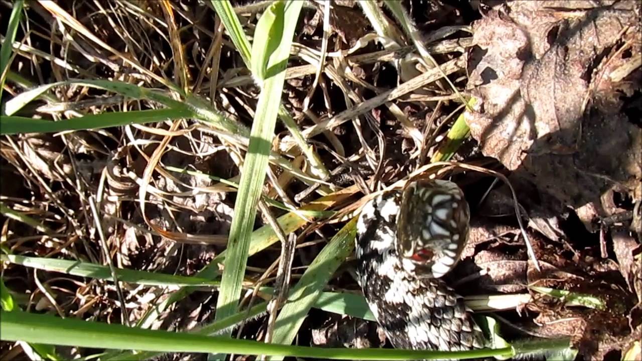 Żmija Zygzakowata | Vipera berus