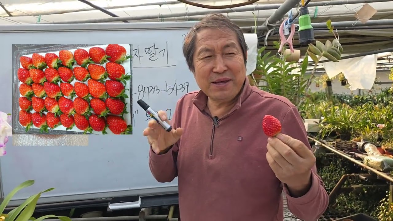 칠곡태자농원딸기 리뷰 영상 주문 영상 참조 좋아요 공유 많이 부탁합니다