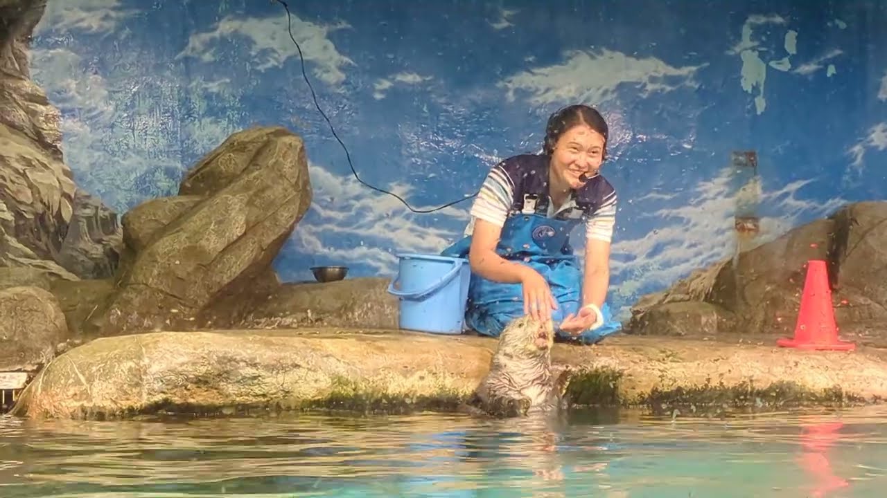 ラッコ食事タイム 💛リロくん かわいい  2024/06/12