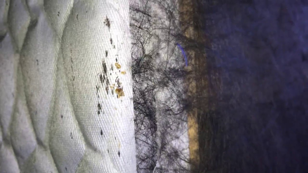 How To Get Rid Of Bed Bug - Affordable Pest Control Toronto | Get Free Pest Inspection