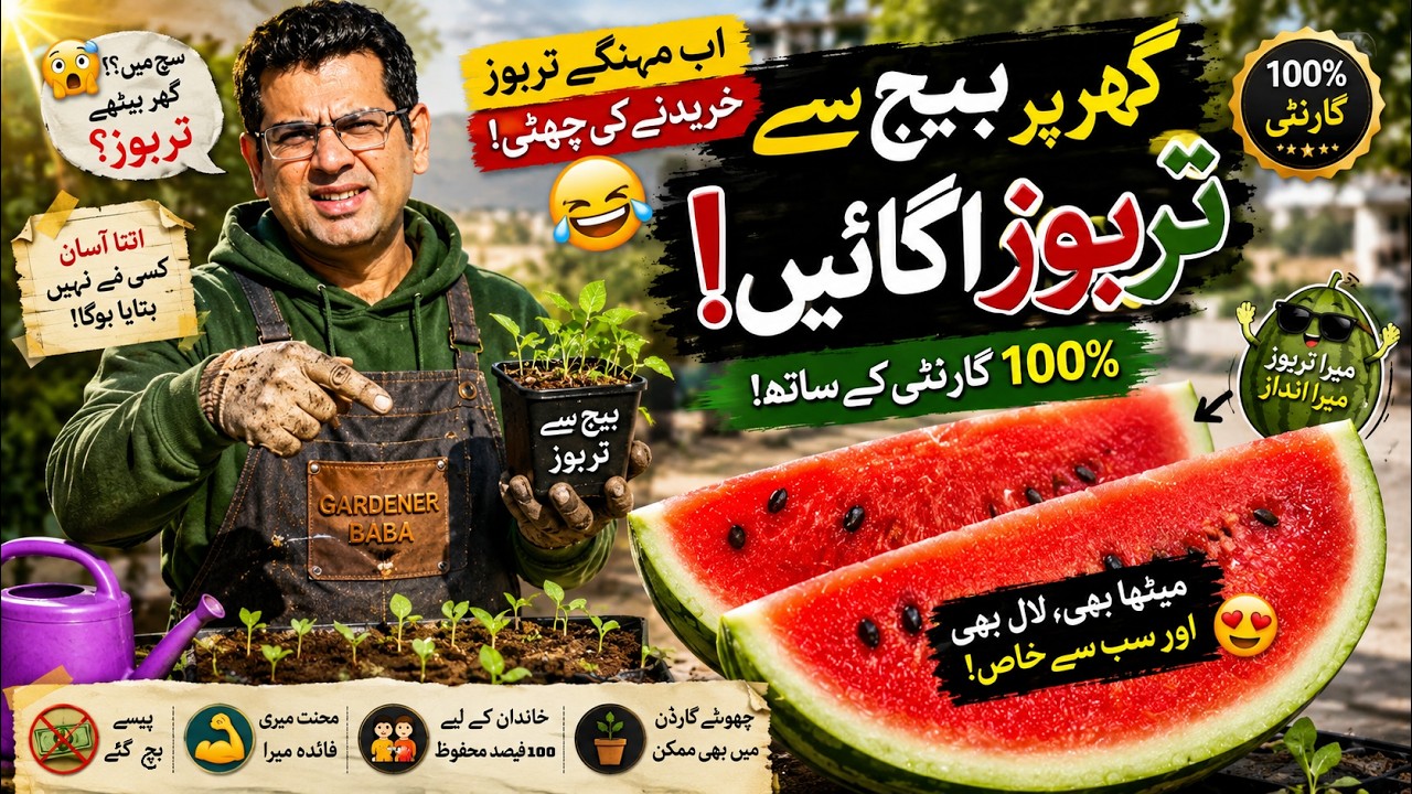 Grow Watermelon at Home from Seeds 🍉 | 100% Fruit Guarantee (Complete Guide)