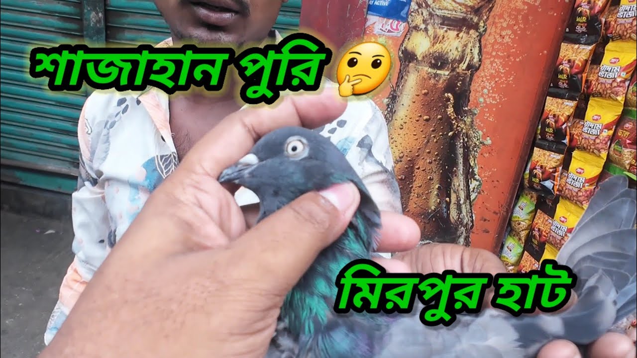আজকের মিরপুর হাট জমজমাট 🫣। Miraj Pigeon & Pets