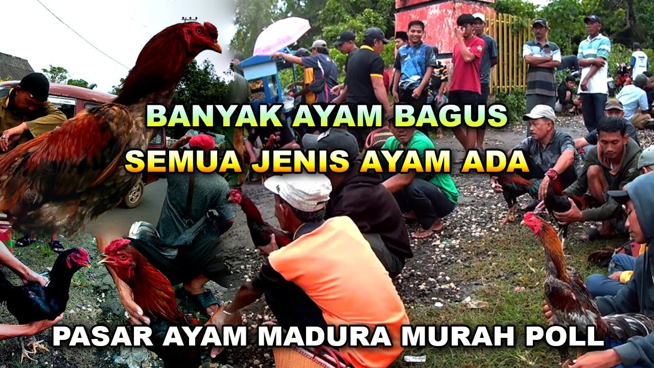 Pasar Ayam Kamis MADURA Full Ayam Bagus | Harga Murah Kualitas Mewah Semua Jenis Ayam Ada