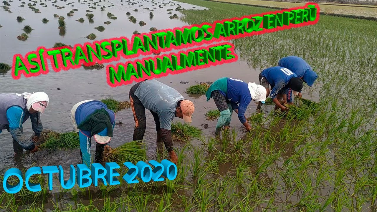LA MENOR PLANTACION DE ARROZ DEL  2020 - CAMANÁ PERÚ