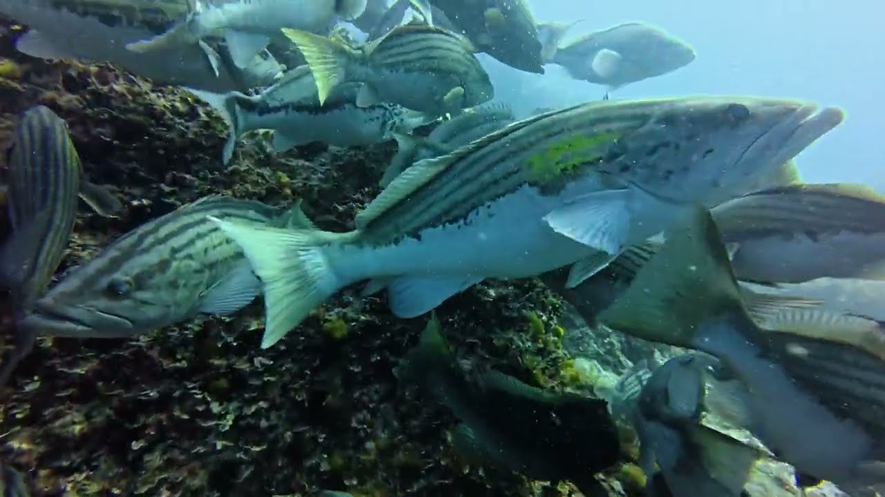 CONCENTRACION DE ABADEJOS BAJO DE DENTRO (CABO PALOS)