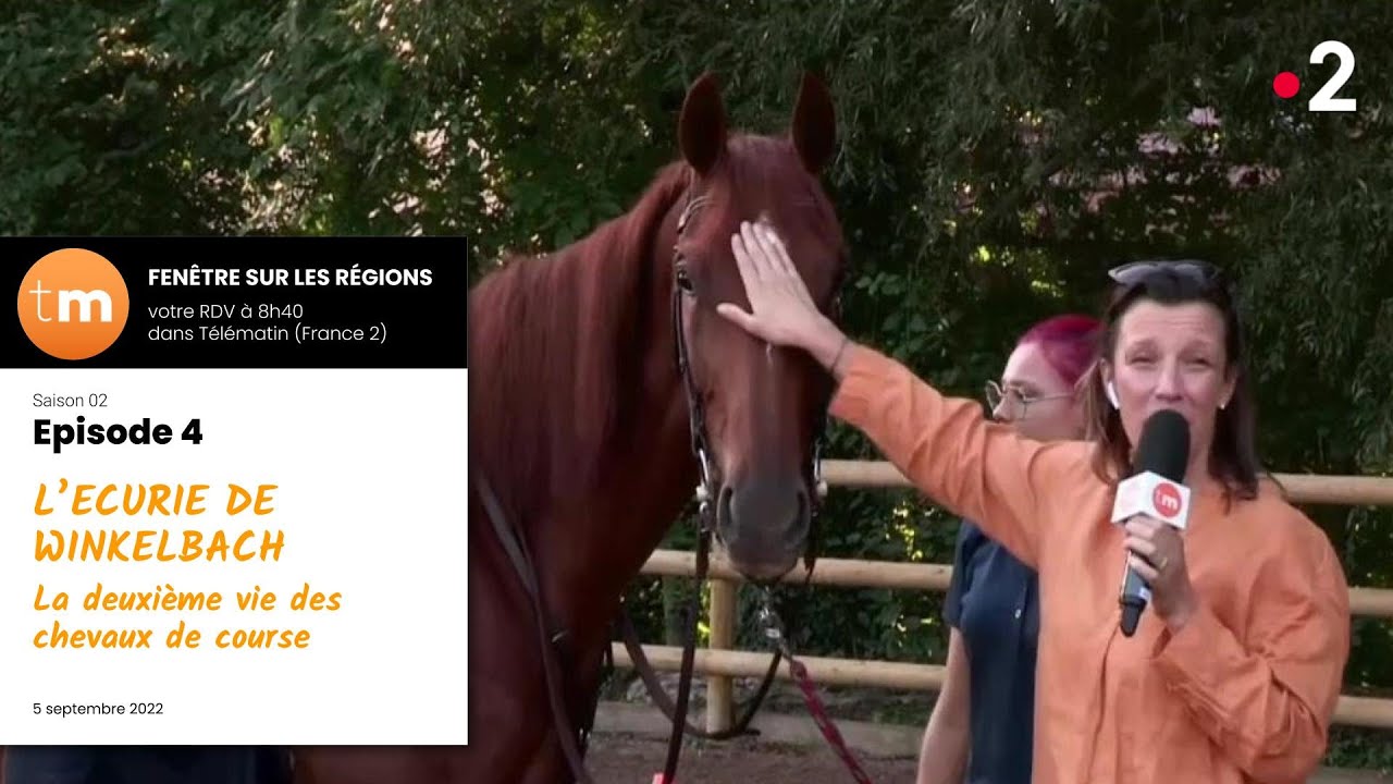 La deuxième vie des chevaux de course à l'écurie du Winkelbach (Hengwiller) / Télématin -  France 2