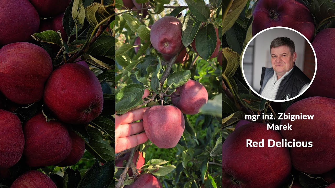 Red Delicious - poprawa plonowania z GREEN ECO POLAND - Zbigniew Marek