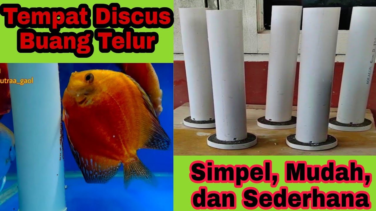 Membuat cone Breeding Discus Sederhana