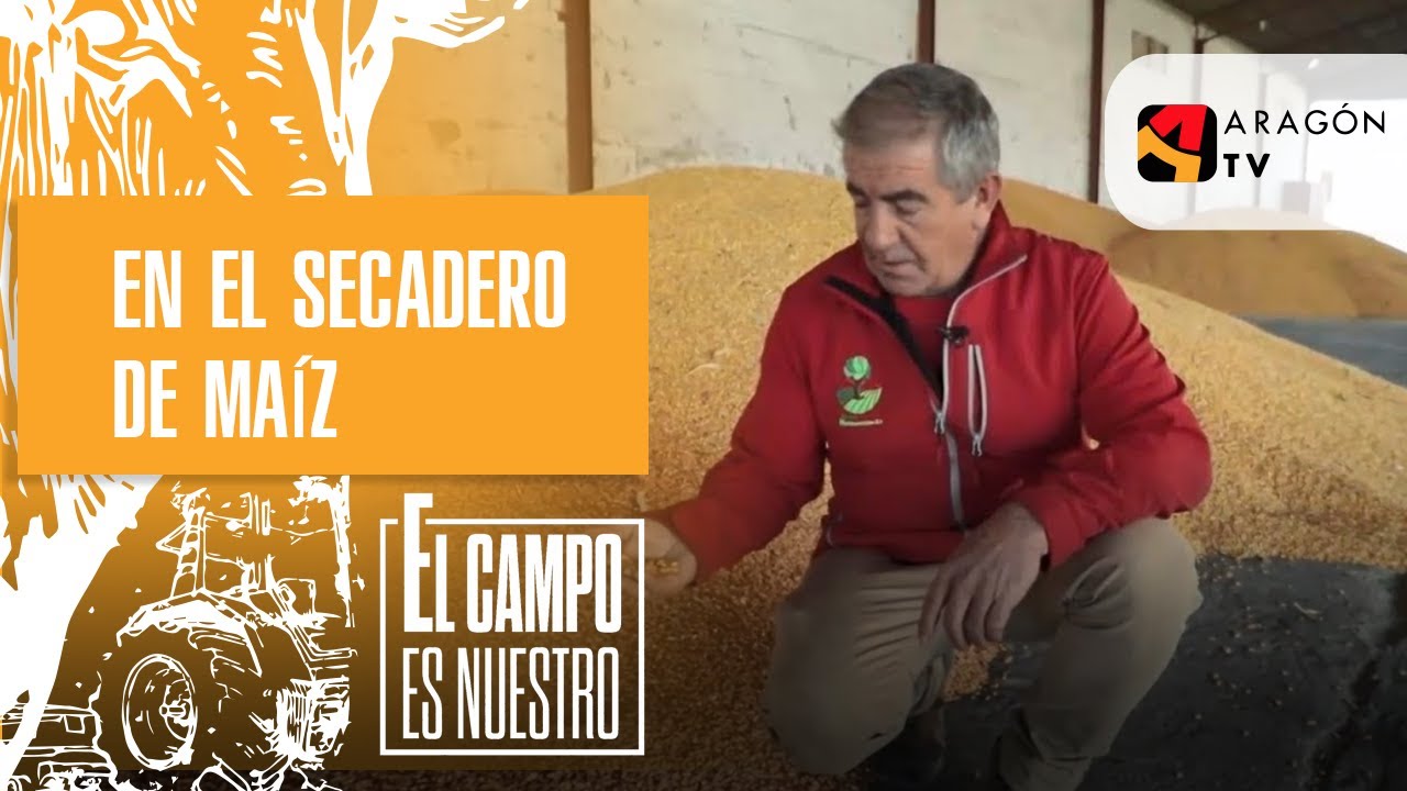 En el secadero de maíz. Javier Relancio