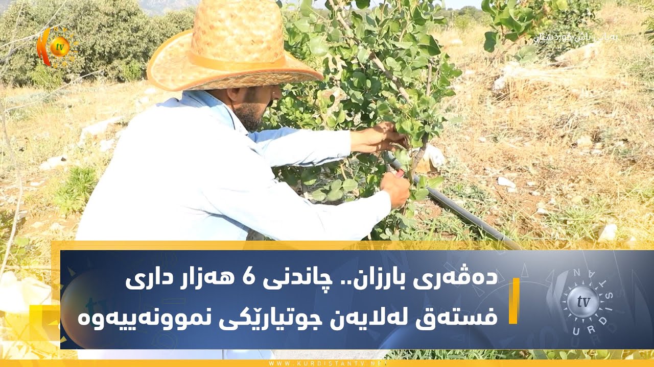 دەڤەری بارزان.. چاندنی 6 هەزار داری فستەق لەلایەن جوتیارێكی نموونەییەوە