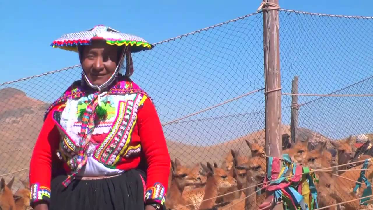 VIENTO SERENO DE CANAS - ALPAQUERO PRESUMIDO (Video Oficial)