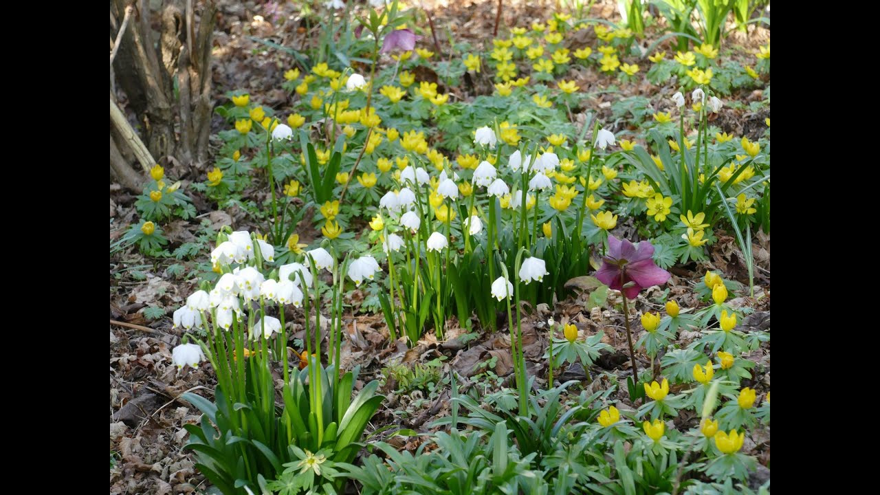Bulb Log Video Diary 03 03 25