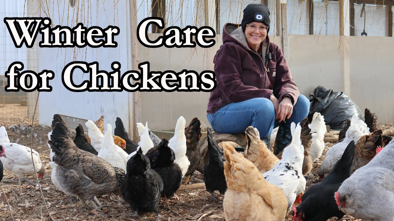 Winter Chicken Care 101: Protecting Your Flock from the Cold