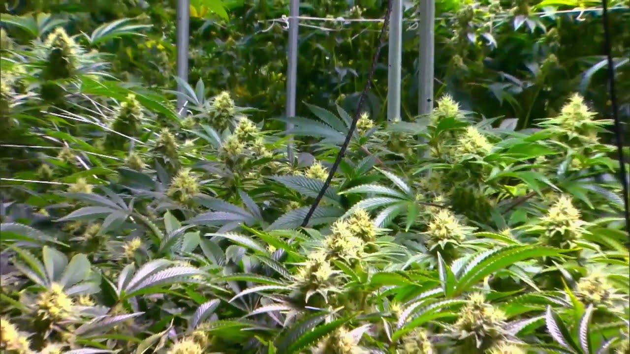 NAACP opposes legalizing recreational marijuana in Illinois