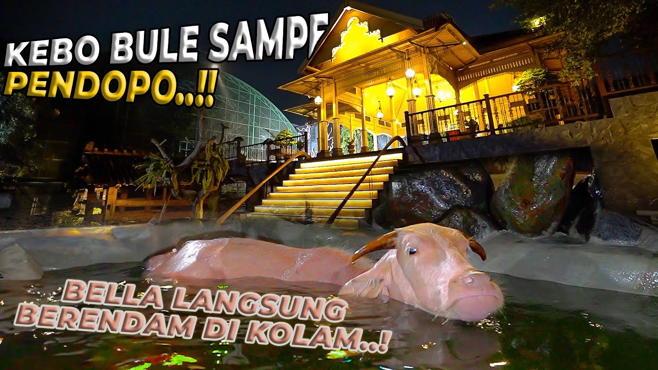 KEBO BULE BARU DATENG GA SABAR LANGSUNG NYEBUR KE KOLAM