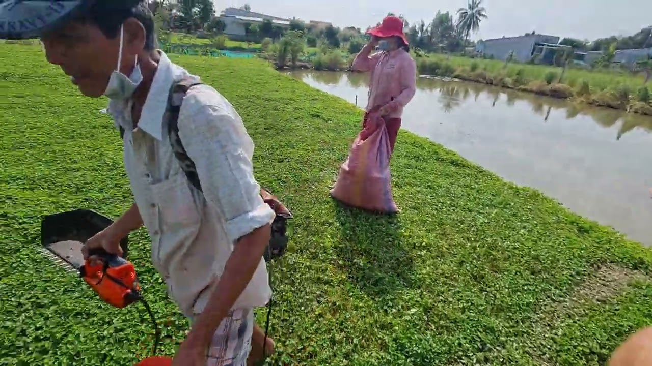 MÁY CẮT Rau Má đơn giãn hiệu quả