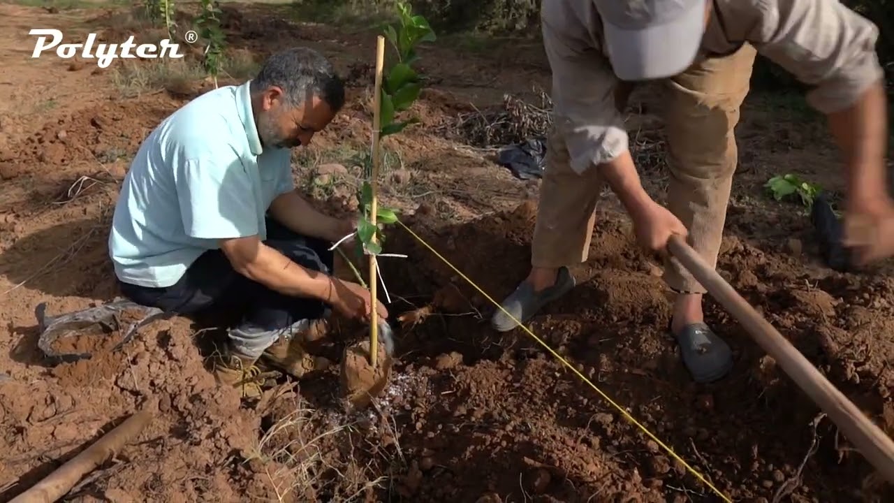 Mise en place du Polyter® Gr - plantation de citronniers (Ferme dans la région de Marrakech–Maroc)