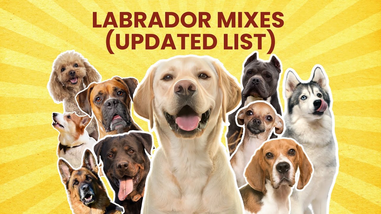 31 Labrador Mix Breed Dogs | The Ultimate (UPDATED LIST)
