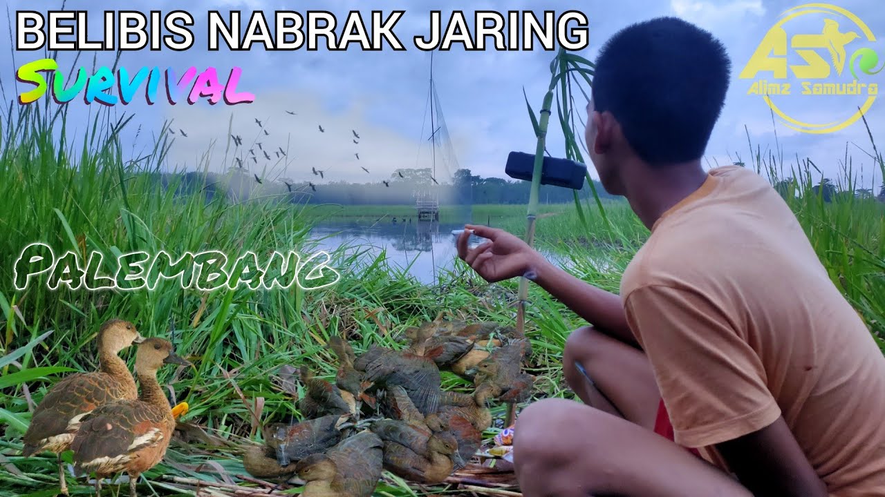 BELIBIS✅ NEKAD TABRAK JARING ‼️ MALLARD DUCK✔️