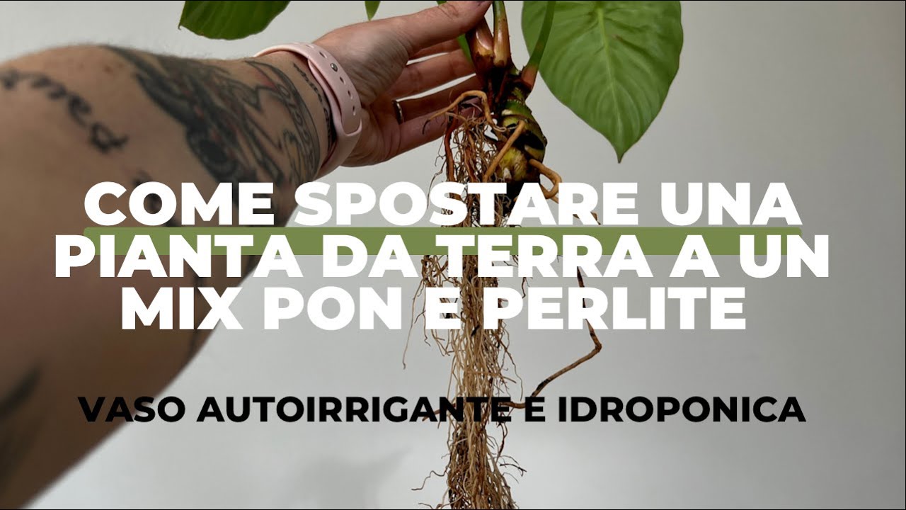 Come spostare 1 pianta da terra a mix Pon e Perlite. Vaso autoirrigante e Philodendron pastazanum!