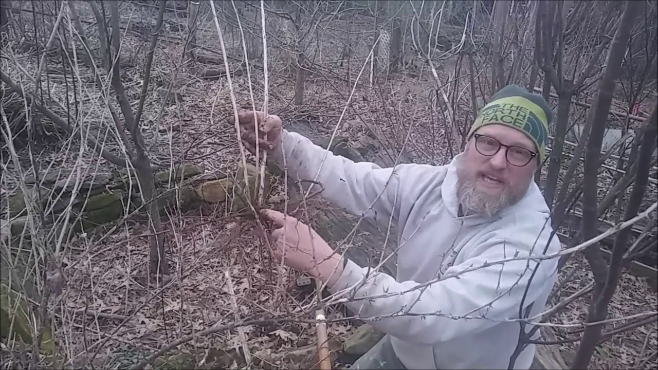 Berry pruning and propagating gooseberry